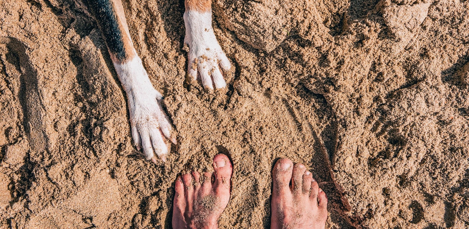 Pfotenabdruck aus Gips selber machen - Infinity Paws