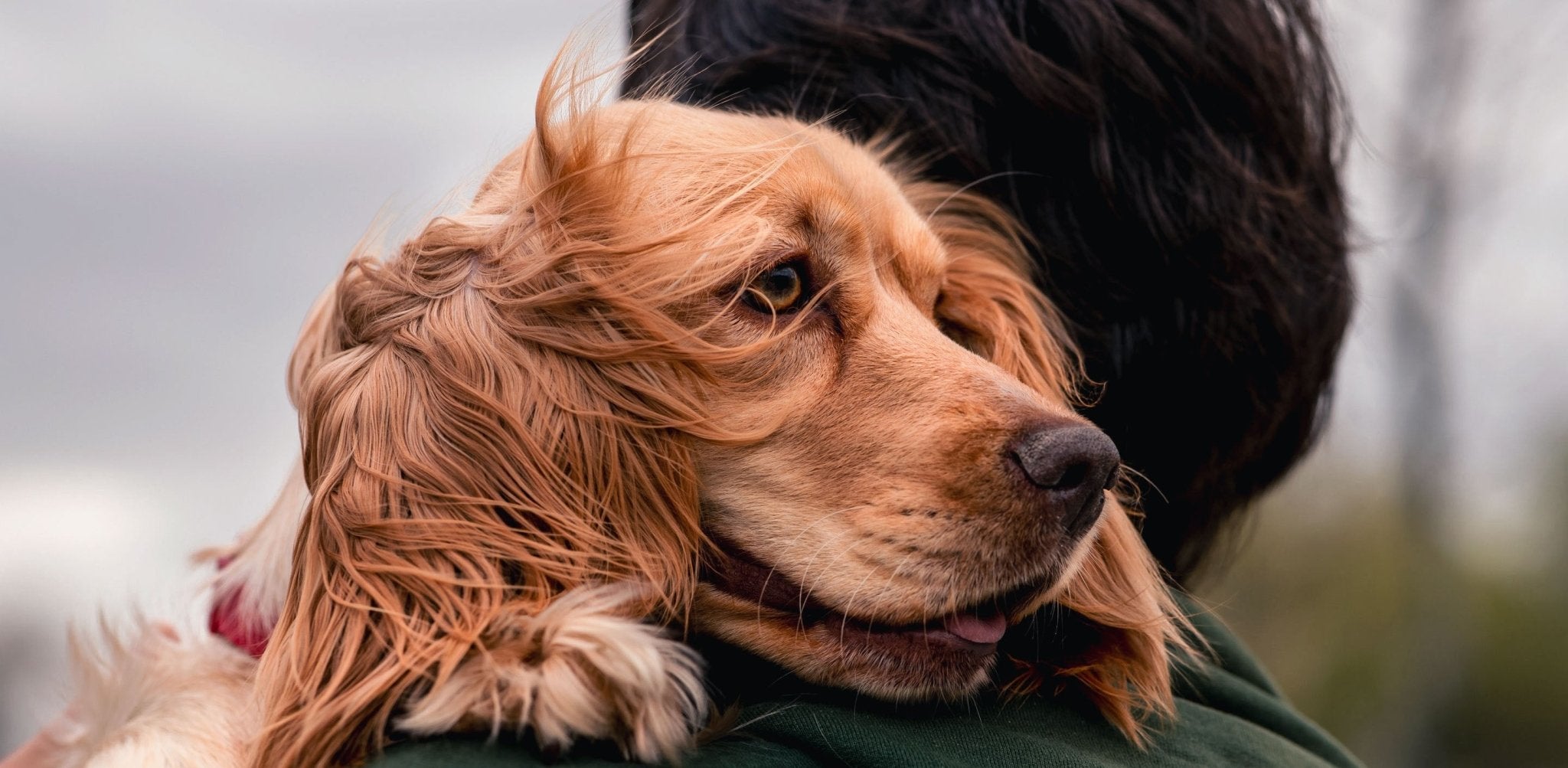 So schaffst du bleibende Erinnerungen an deinen Hund - Infinity Paws