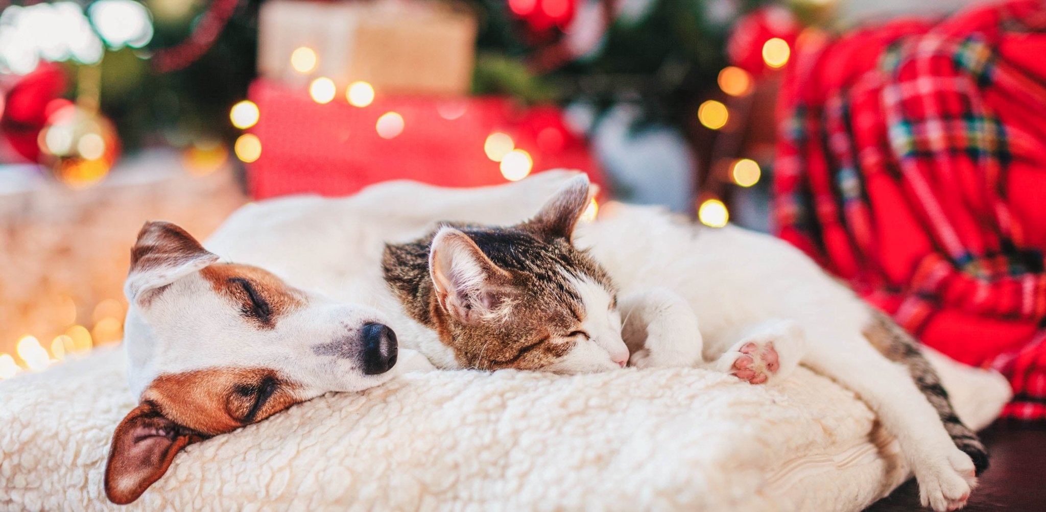 Weihnachten mit Haustieren – Wie du das Fest sicher und spaßig für deine Vierbeiner gestaltest - Infinity Paws