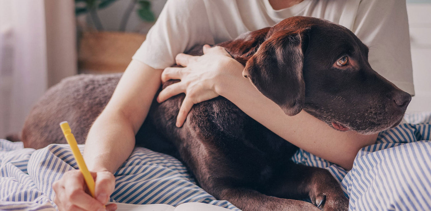 Andenken an Haustiere – 5 Ideen für persönliche Erinnerungsstücke - Infinity Paws