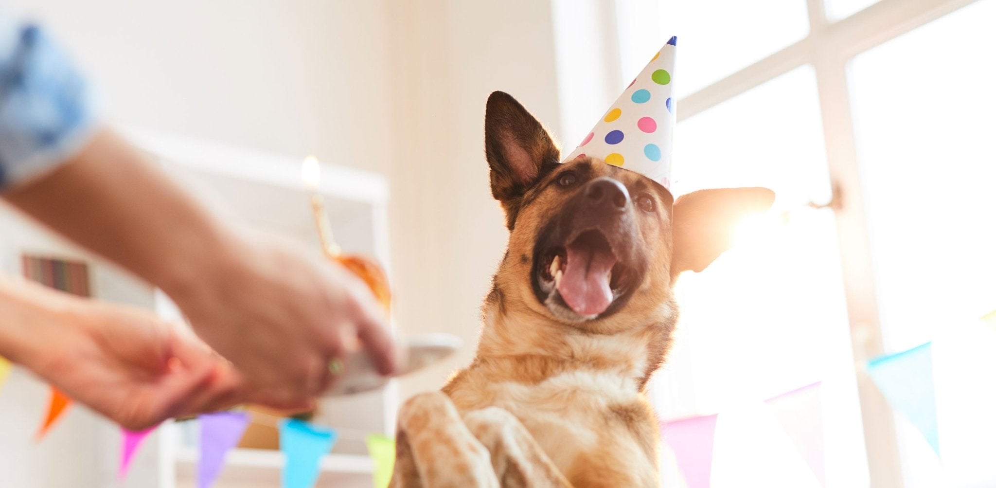 Geburtstagsgeschenke für Hundebesitzer - Infinity Paws